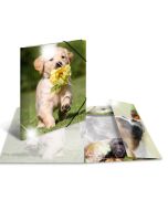 Photo Chemise à élastique A4 - Motif Chiens HERMA image